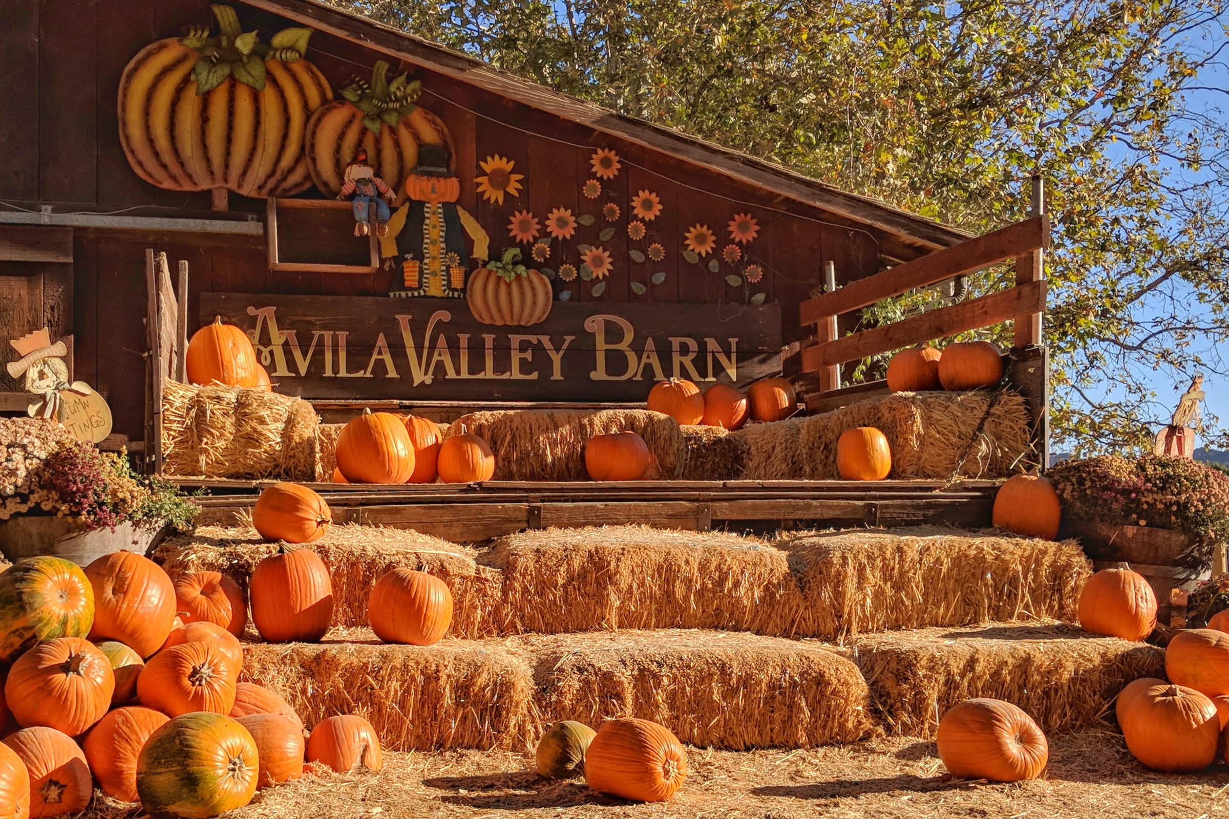Pumpkins and hay bales stacked under the Avila Valley Barn sign in fall