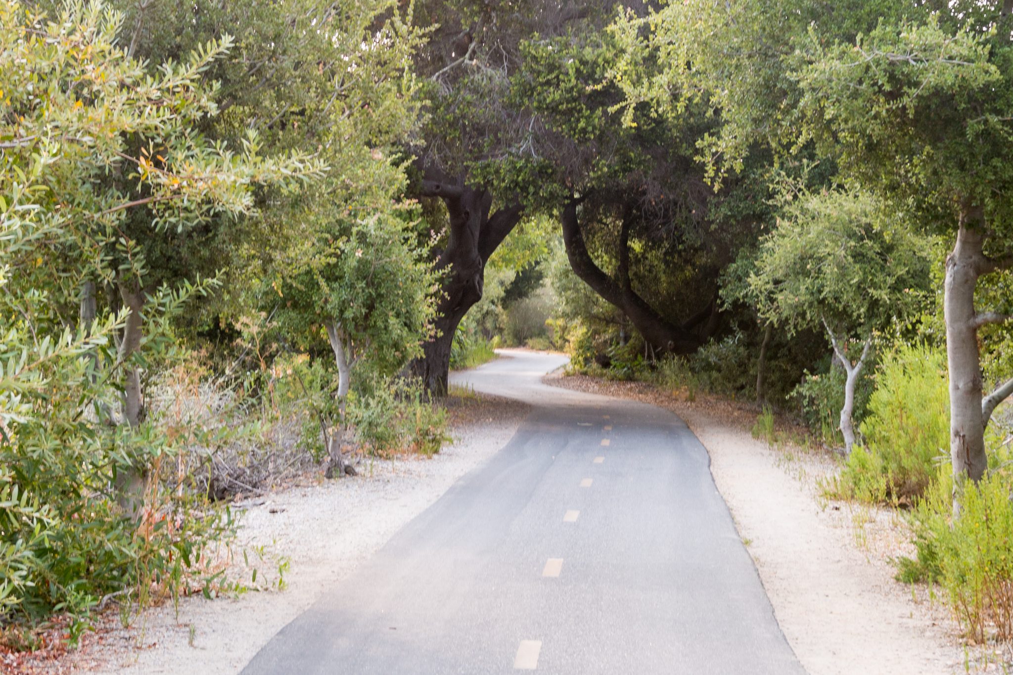 The paved Bob Jones Trail winding under an arch of coast live oaks
