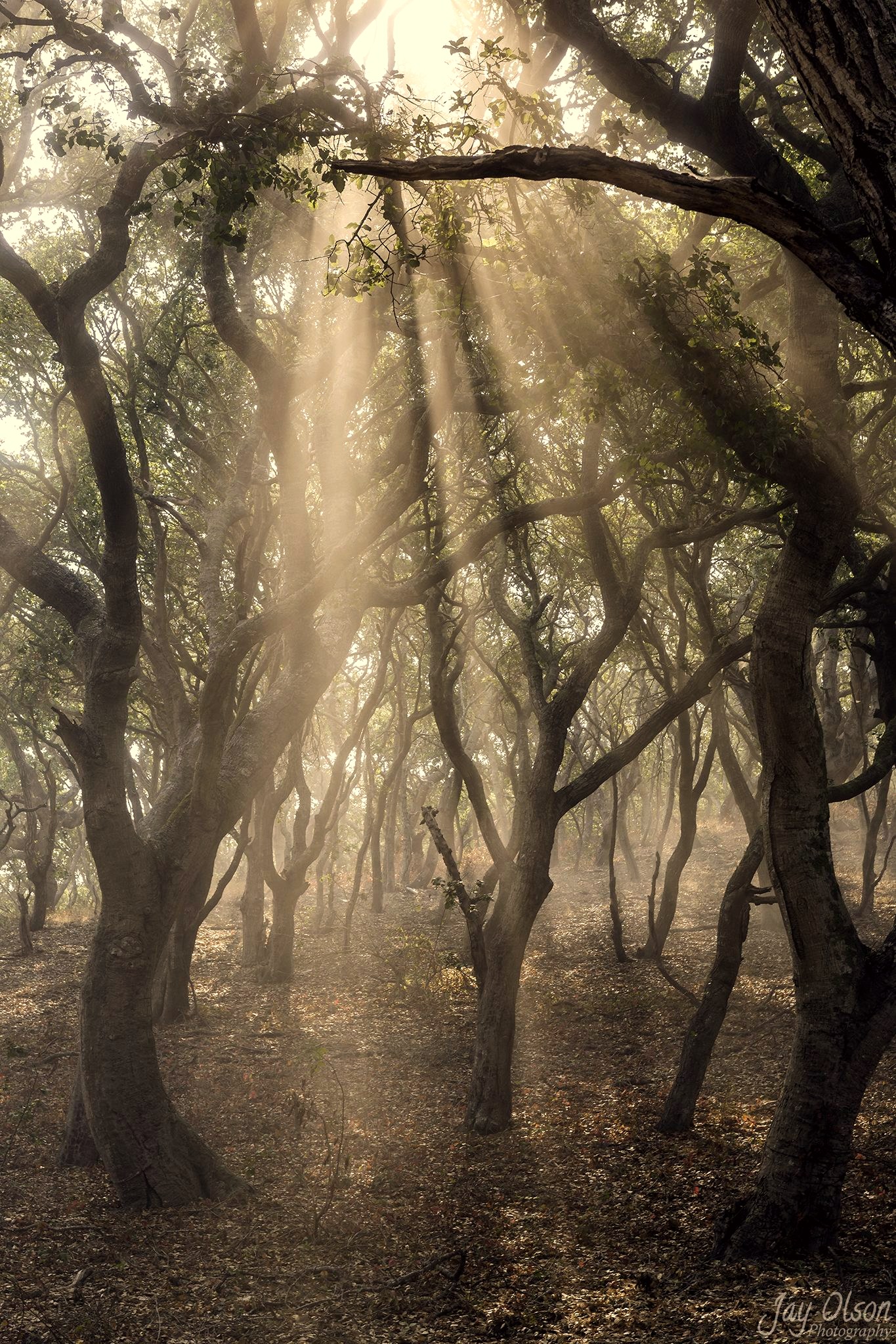 Sunbeams streaming through fog and twisted oaks beside the Bob Jones Trail
