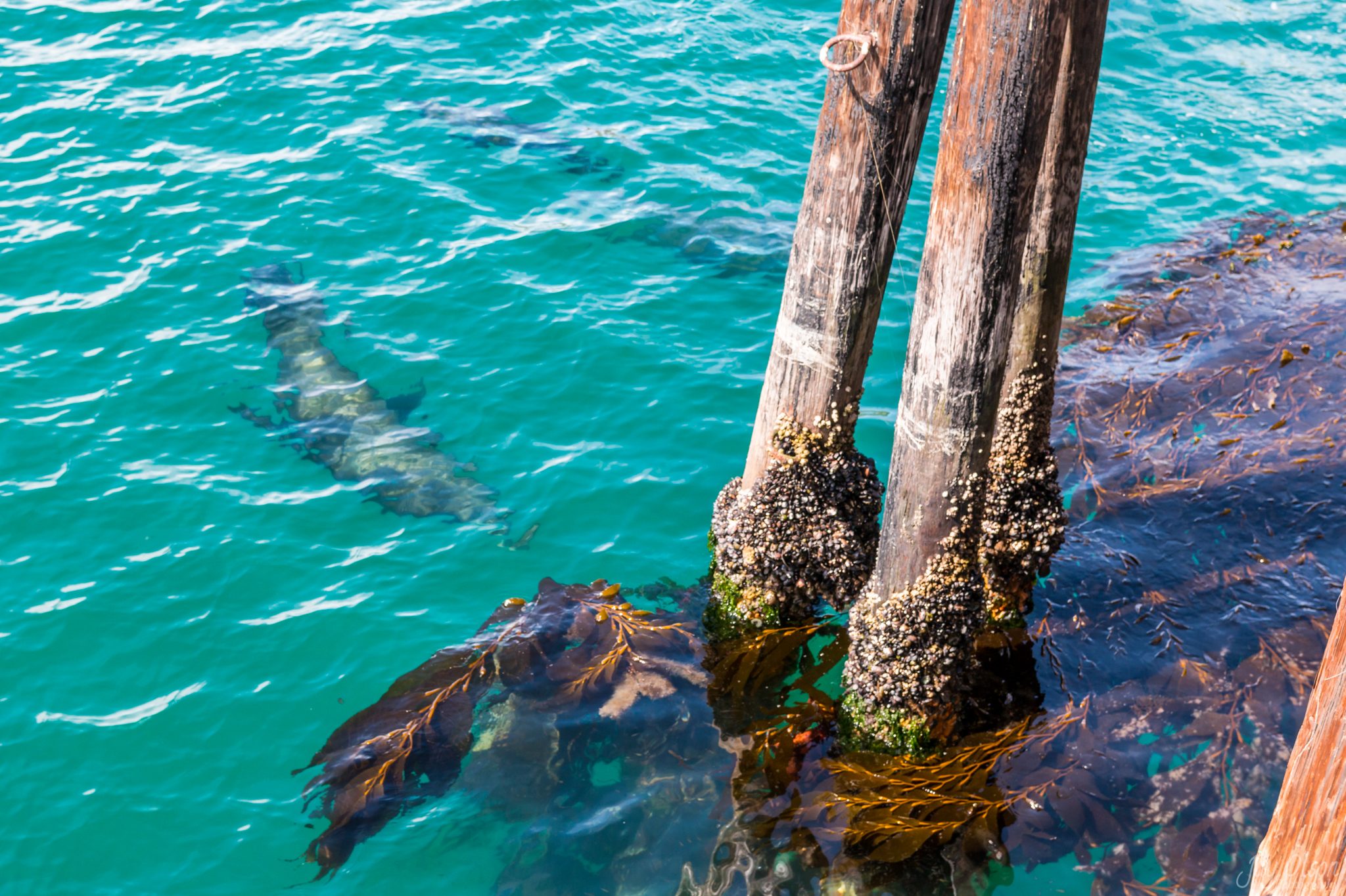 Sea lions swimming through clear water and kelp beside mussel-covered pier pilings