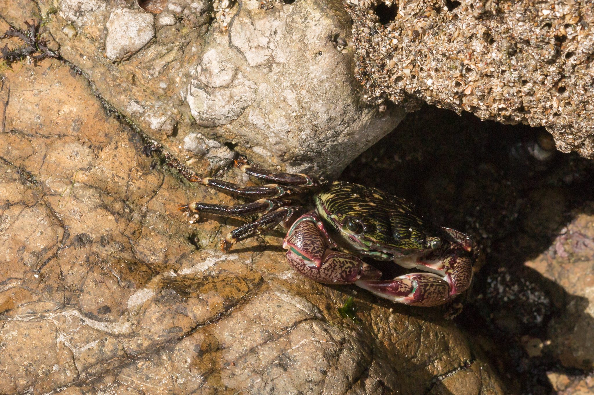 A striped shore crab tucked into a rock crevice in the Avila tide pools