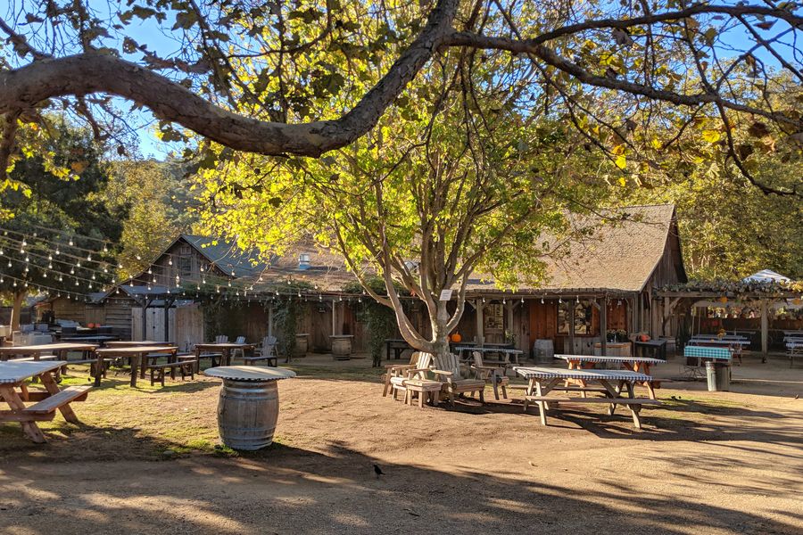 Picnic tables under a sycamore and string lights in the yard at Avila Valley Barn