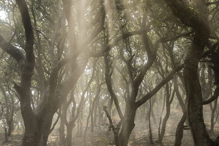 Sunbeams streaming through fog and twisted oaks beside the Bob Jones Trail