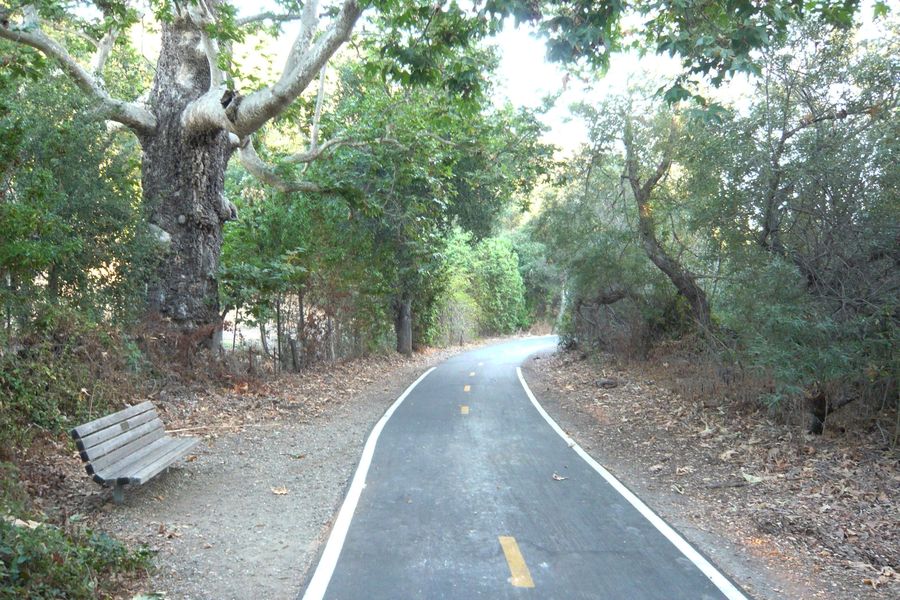 A bench under a huge sycamore beside the paved Bob Jones Trail