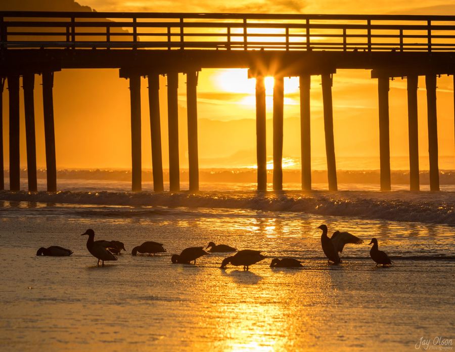 Ducks on the water under Avila Pier at sunrise