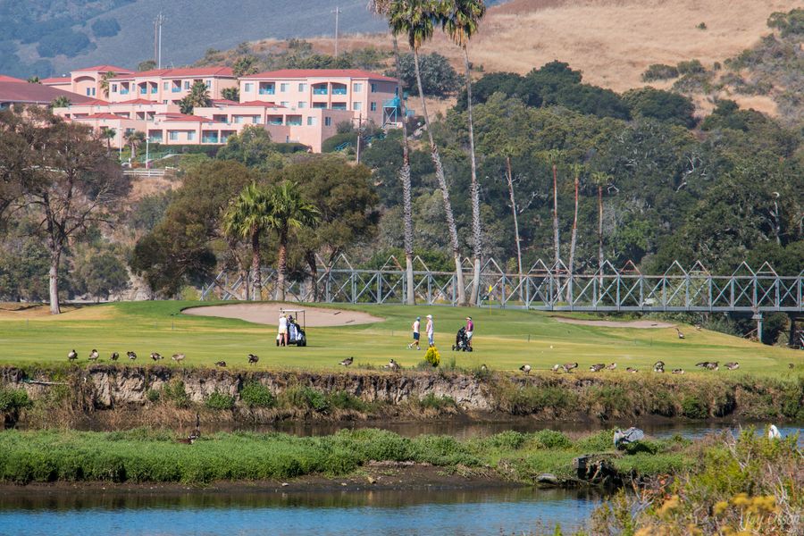 Golfers on a green beside San Luis Obispo Creek, with geese, a footbridge and hillside resort behind