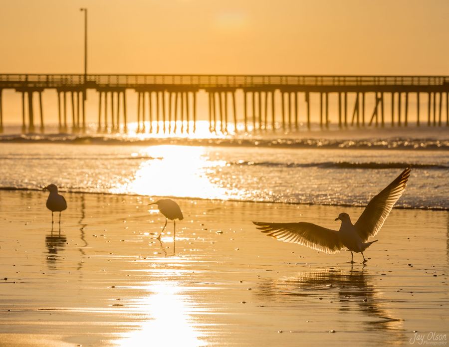 Gulls flying past Avila Pier in golden morning light