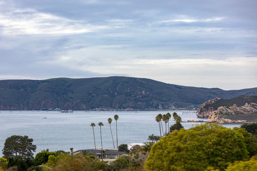 Tall palms and treetops on the hillside above Avila Beach, looking out over the bay to the piers and the Port San Luis hills