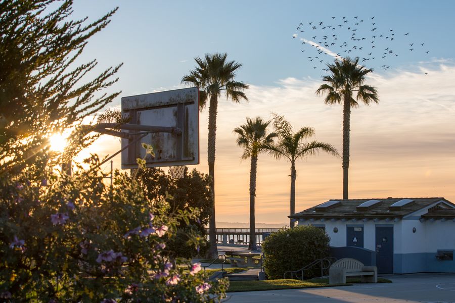 A basketball hoop, palm trees and a flock of birds at Avila Beach Park as the sun comes up