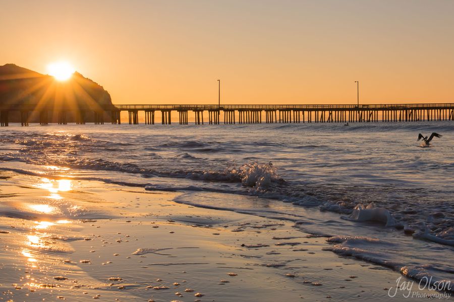 A pelican landing in the surf in front of Avila Pier at sunrise
