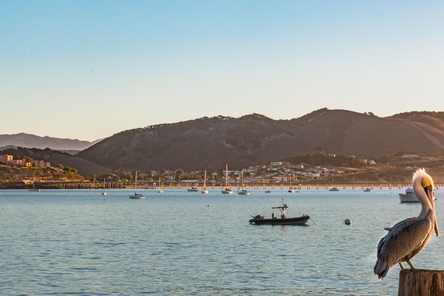 A brown pelican perched on a piling at Port San Luis, with moored boats and the hills behind