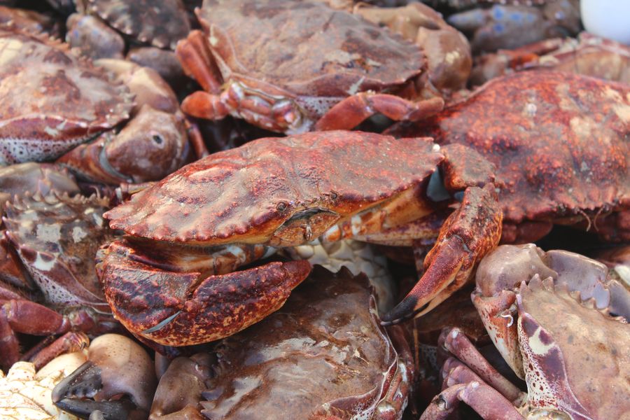 A pile of fresh red rock crabs just off the boat at Port San Luis