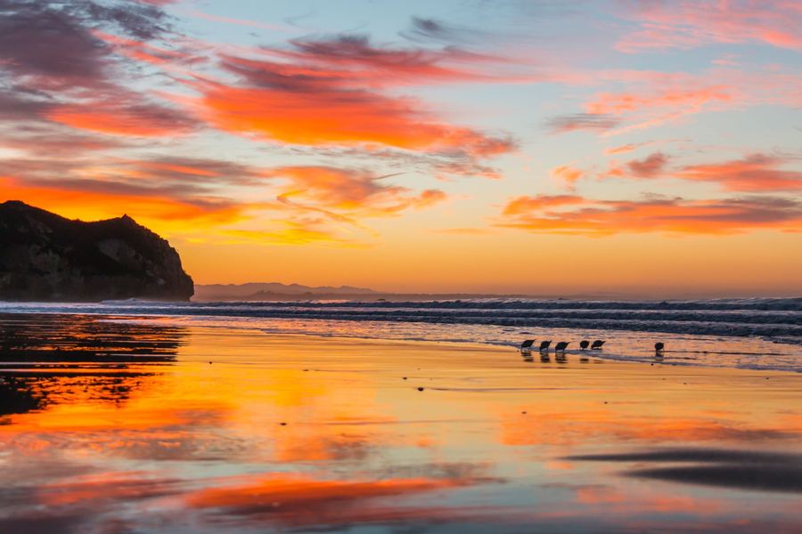 Sandpipers reflected on wet sand at Avila Beach